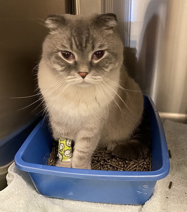 Senior Pet Care in Laguna Niguel, CA