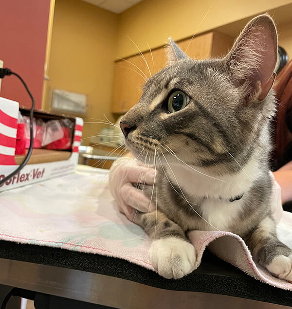 Vet Laguna Niguel Vet Laguna Niguel