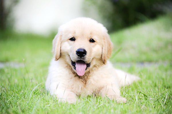 Spay and Neuter Clinic in Laguna Niguel, CA