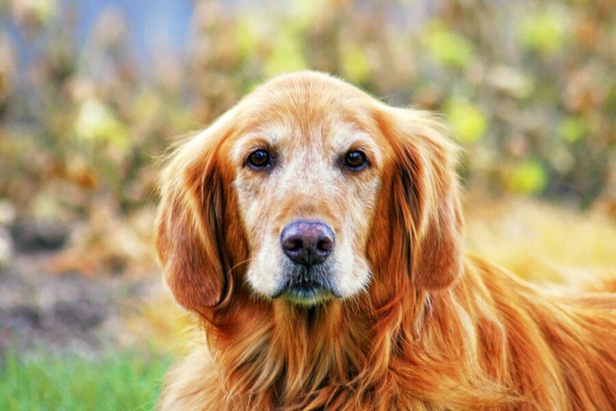 Spaying/Neutering 101; How it Impacts Your Pets' Behavior - dog neuter