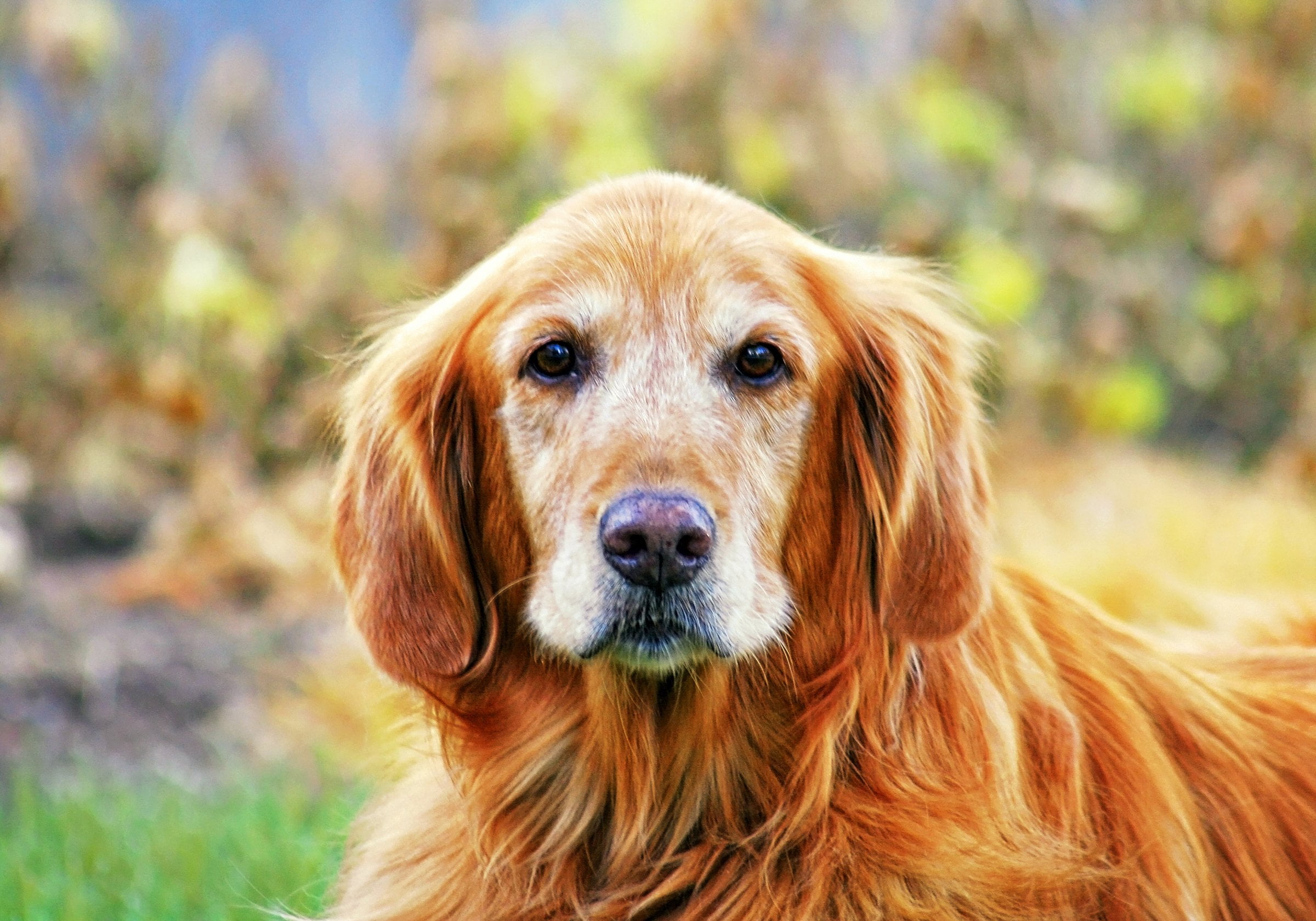 Spaying/Neutering 101; How it Impacts Your Pets' Behavior - dog neuter