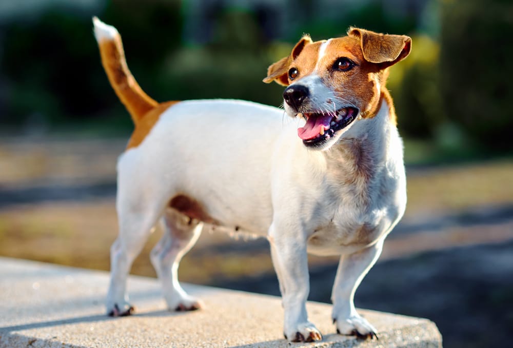 How to Tell If Your Dog's Anal Glands Are Full: A Guide to Home Rectal Exam for Dogs