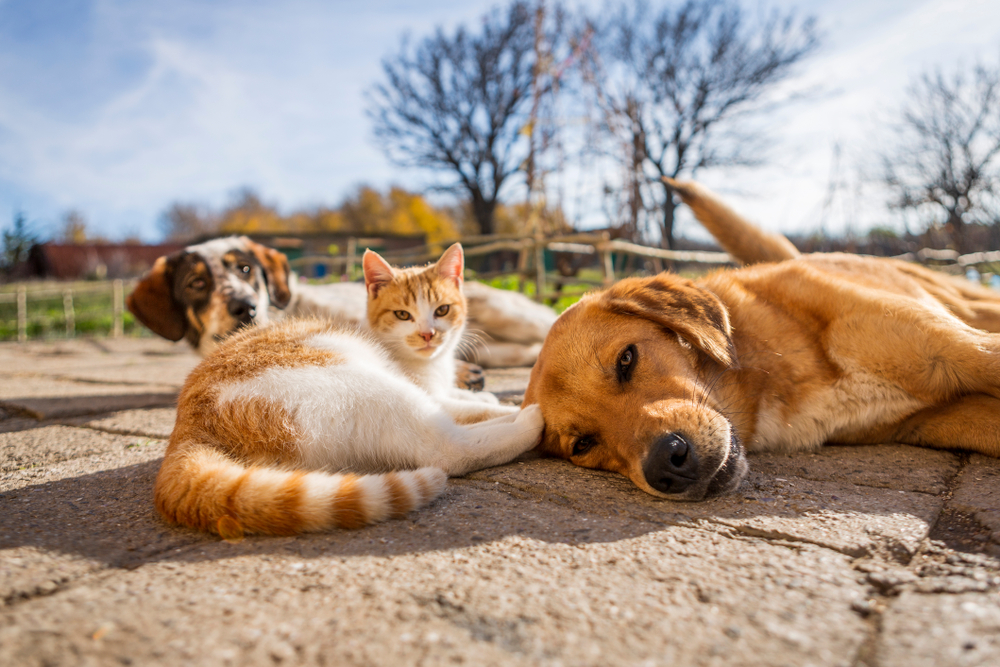 Laguna Niguel, CA Cat and Dog Ultrasound